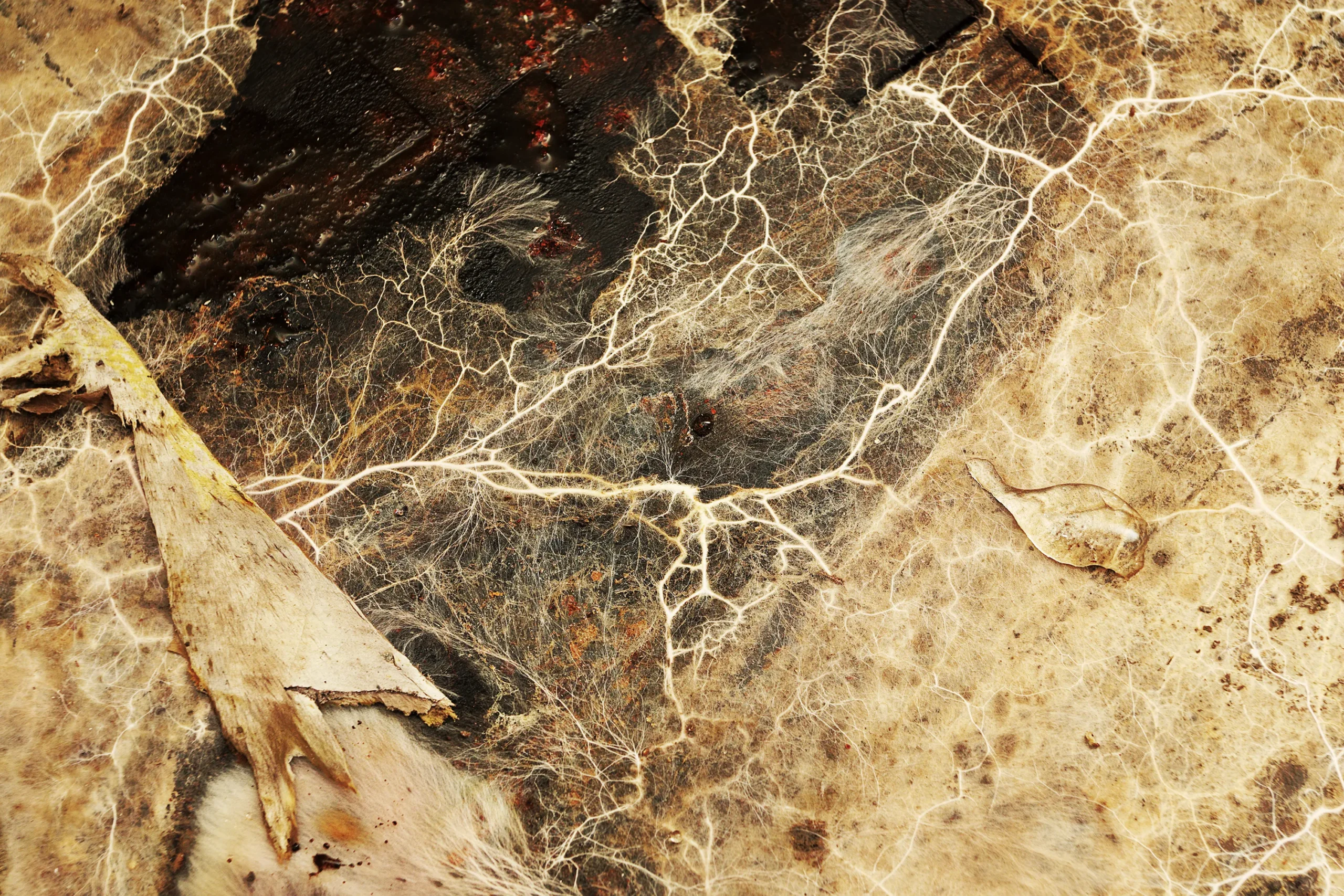 Traces de mycélium et filaments de mérule attaquant une structure en bois