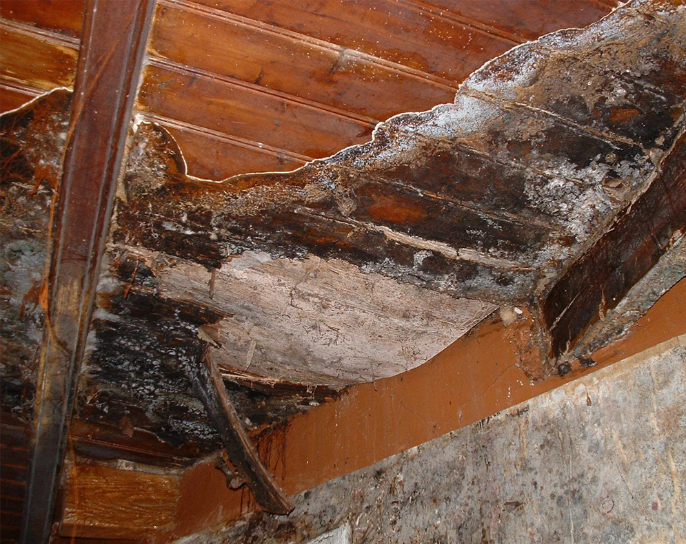 parquet pourri merule traitement
